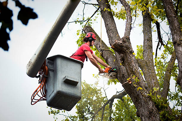 Trusted Greenhills, OH Tree Removal and Landscaping Services Experts